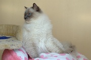 RAGDOLLS 032